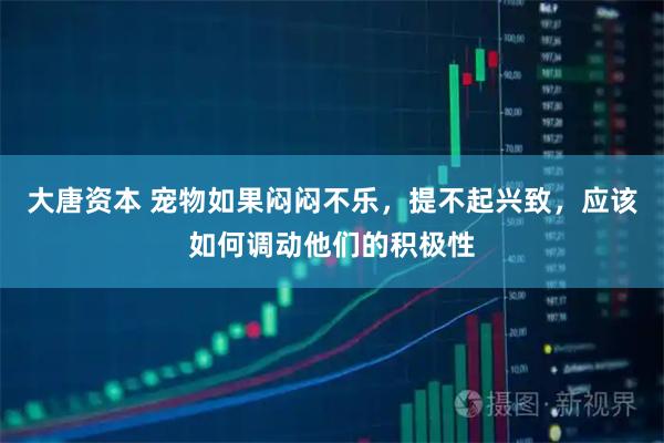 大唐资本 宠物如果闷闷不乐，提不起兴致，应该如何调动他们的积极性